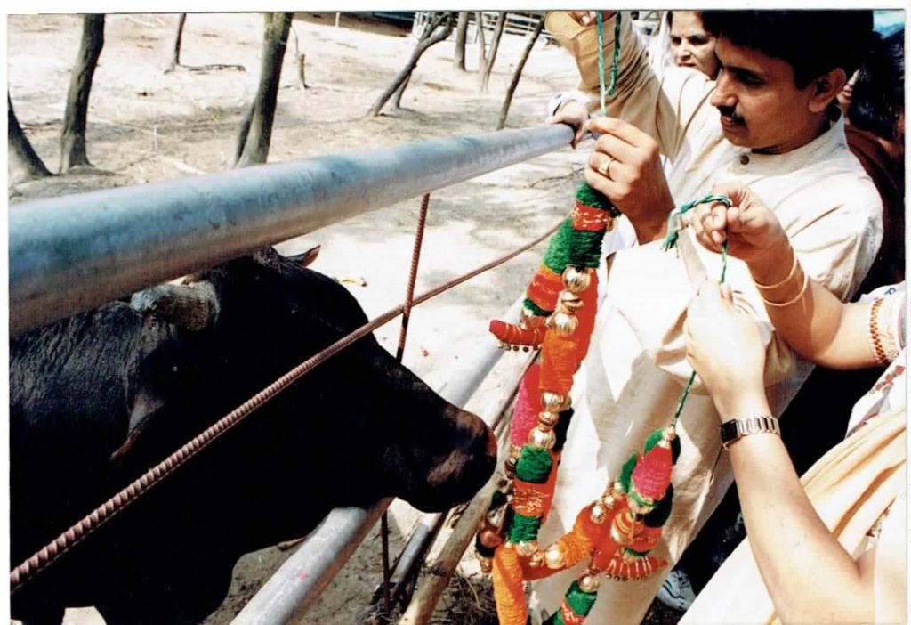 Cow Prayers during 1997-1998 on Gopashtami performed by Hindu Priest Ishwar Maharaj, HK
