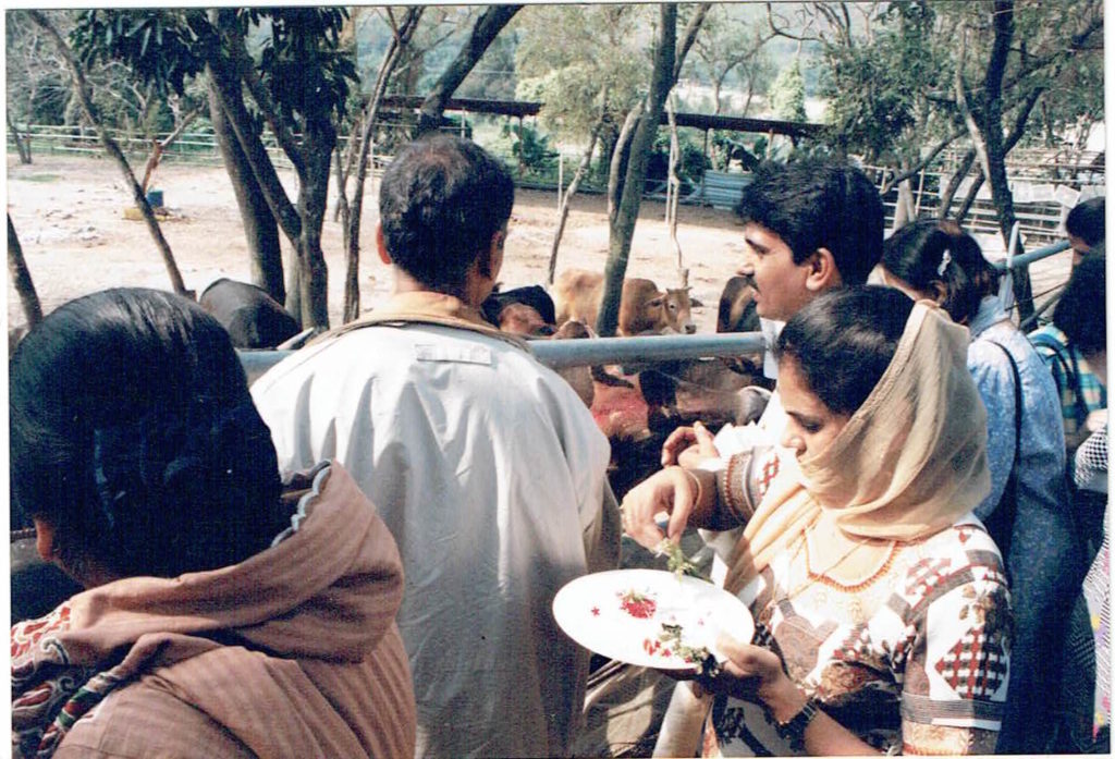 Gau Puja during 1997 in Gopashtami conducted by Hindu Priest Ishwar Maharaj Pandit, Hong Kong