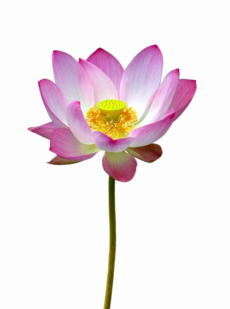 Lotus-Pink